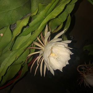 Meet your Posher, Aylin